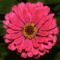 _MG_6099 zinnia.jpg