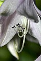 _MG_6761 hosta bloom.jpg