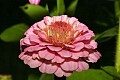 _MG_6773 zinnia.jpg