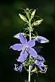 _MG_7801 tall bellflower.jpg