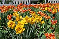 _MG_8671 tulips and daffodils.jpg