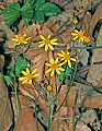 _MG_8754 ragwort.jpg