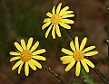 _MG_8776 ragwort.jpg