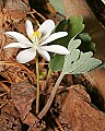 _MG_8787 bloodroot.jpg