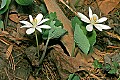 _MG_8788 two bloodroot.jpg