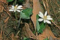 _MG_8790 two bloodroot.jpg