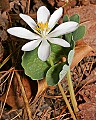 _MG_8791 bloodroot.jpg