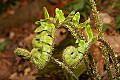 _MG_8802 fern fiddlehead.jpg