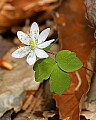 _MG_8838 rue anemone.jpg