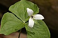 _MG_8839 white trillium.jpg