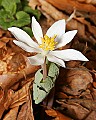 _MG_8879 bloodroot.jpg