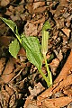 _MG_8887 jack-in-the-pulpit.jpg