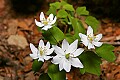 _MG_8890 rue anemone.jpg