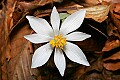 _MG_8893 bloodroot.jpg