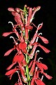 _MG_8986 cardinal flower.jpg