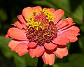 _MG_9473 zinnia.jpg