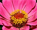 _MG_9476 zinnia.jpg