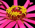 _MG_9483 zinnia.jpg