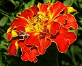 _MG_9499 zinnia and moth.jpg