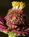 _MG_9503 spider on zinnia.jpg