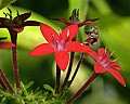 _MG_9575 red flore.jpg