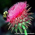 bumblebee on thistle.jpg