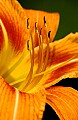 DSC_1266 orange daylily.jpg