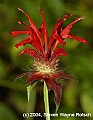 DSC_1292 red mint, monarda.jpg