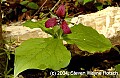 DSC_1926 red trillium.jpg