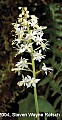 DSC_1933 foamflower cmyk.jpg