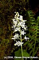 DSC_1933 foamflower.jpg