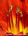 DSC_1948 daylily pollen.jpg