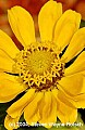 DSC_2013 yellow zinnia.jpg