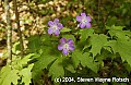 DSC_2209 wild geranium.jpg