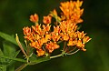 DSC_2632butterfly weed.jpg