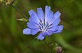 DSC_2642 chicory.jpg