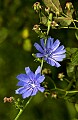 DSC_2647 chicory.jpg