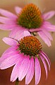 DSC_2841 purpkle coneflower.jpg