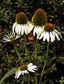 DSC_2867 white coneflower.jpg