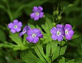 DSC_6161 wild geranium.jpg