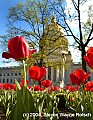 DSC_7320 tulips 2.jpg