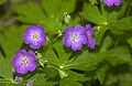 DSC_7869 wild geranium.jpg