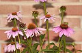 DSC_8716 purple coneflower.jpg