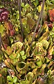 DSC_9461 pitcher plant.jpg