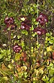 DSC_9462 pitcher plant in bloom.jpg