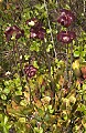 DSC_9463 pitcher plant in bloom.jpg