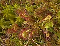 DSC_9473 sundew.jpg