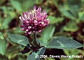 flowers001 white clover.jpg