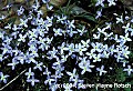 flowers002 bluets.jpg