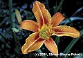 flowers005 orange daylily.jpg